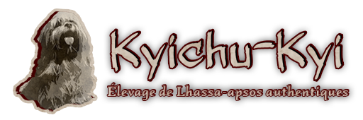 Kyichu-Kyi | élevage de lhassa-apsos authentiques