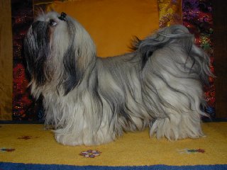 chienne lhassa apso