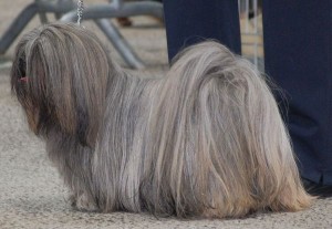 chienne lhassa apso