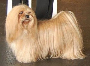 chienne lhassa apso