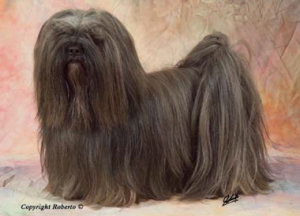 chien lhassa apso